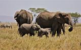 TANZANIA - Serengeti National Park - 085